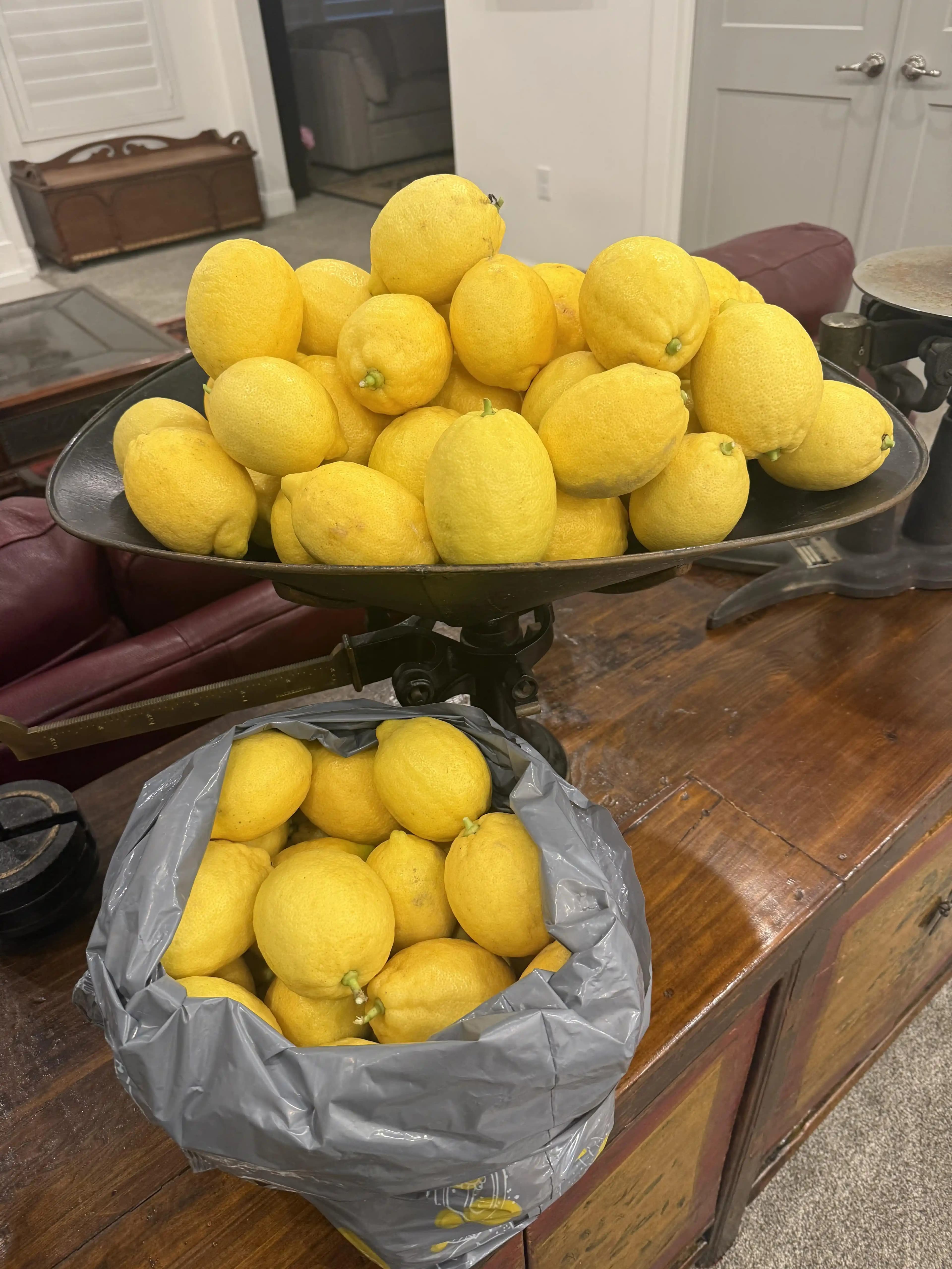 Limon Bolluğunda Saklama, Tarifler ve Yenilikçi Değerlendirme Yöntemleri