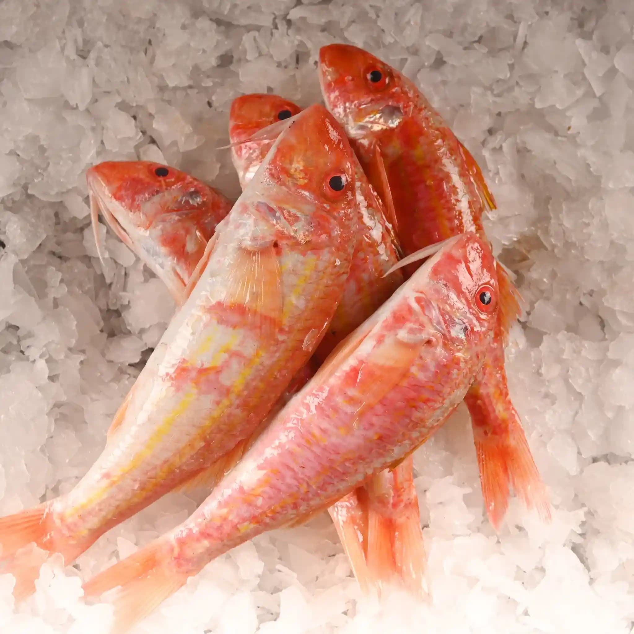 Barbun Özellikleri ve Kullanım Alanları: Sağlıklı ve Lezzetli Deniz Ürünleri Rehberi