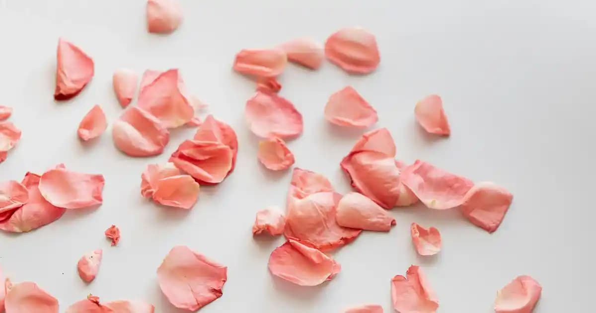 Bonnie Sığır Etli Köpek Maması: Kaliteli ve Doğal Beslenme Seçeneği