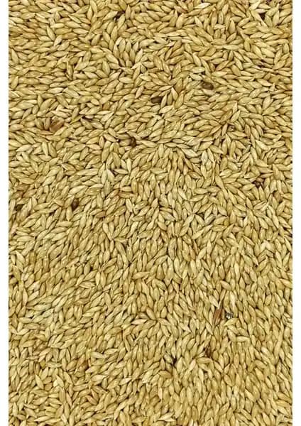 Doğal Sade Kanarya Yemi 1 Kg: Sağlıklı ve Katkısız Beslenme Seçeneği
