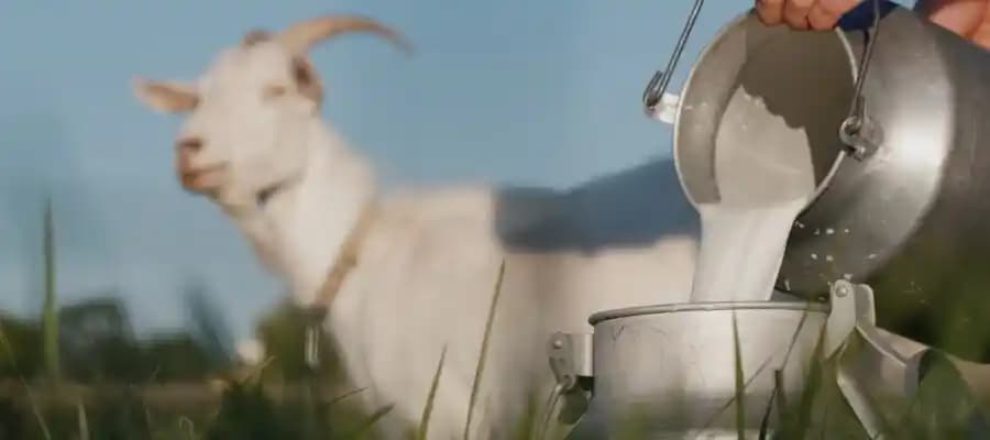 Keçi Sütünün Faydaları ve Sağlık Üzerindeki Etkileri Detaylı Rehber