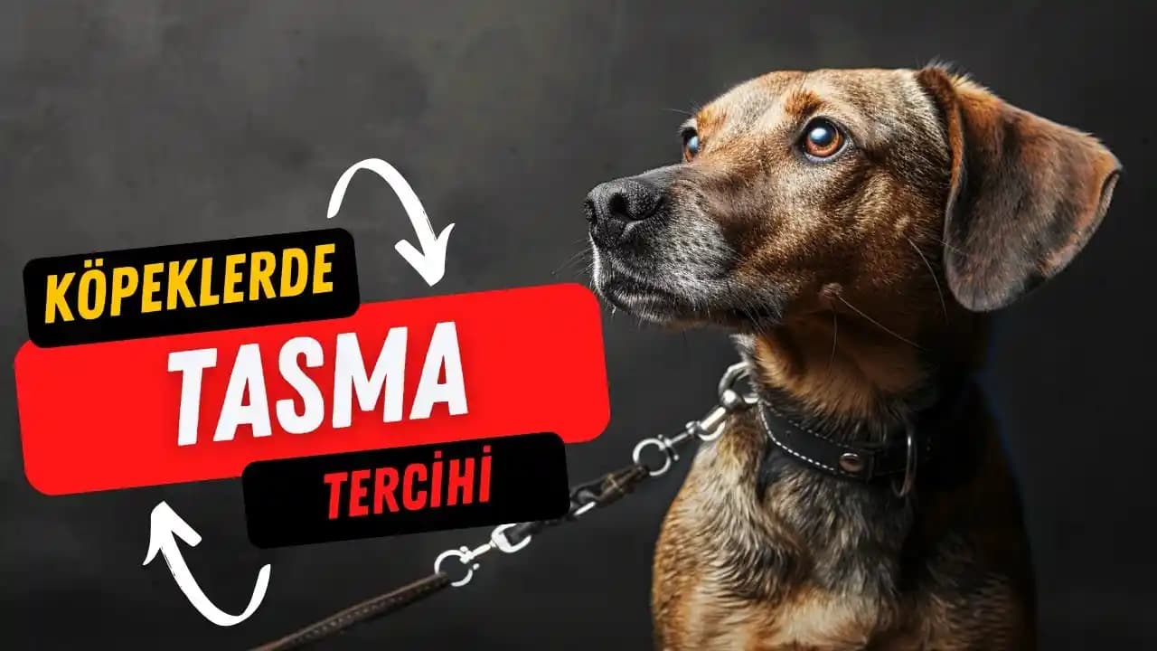 Köpekler İçin Tasma Seçiminde Dikkat Edilmesi Gereken Temel Faktörler ve En Uygun Türler