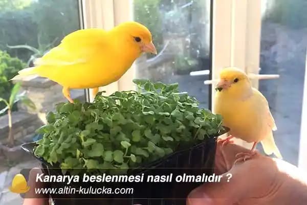 Sağlıklı ve Doğal Kanarya Yemleri: Güvenli ve Besleyici Seçenekler