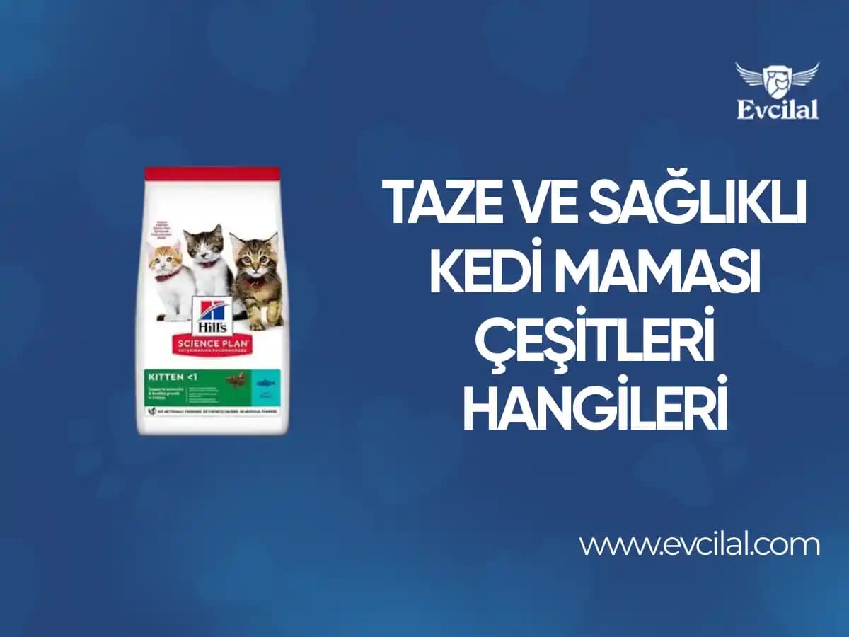 Sağlıklı ve Doğal Kedi Maması Alternatifleri: Organik ve Katkısız Seçenekler