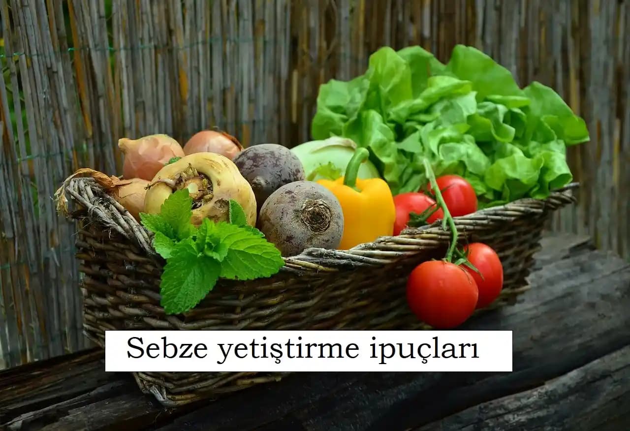 Sebze Alışverişinde Tasarruf Sağlayan Etkili Stratejiler ve İpuçları