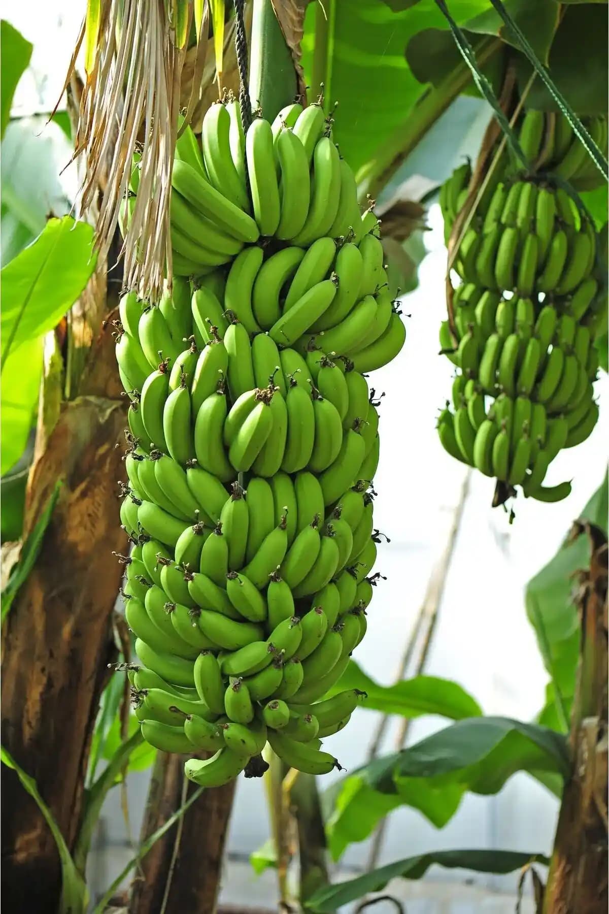 Yeşil Muzun Sağlık Faydaları ve Marketlerdeki Yeri Hakkında Detaylı Bilgi