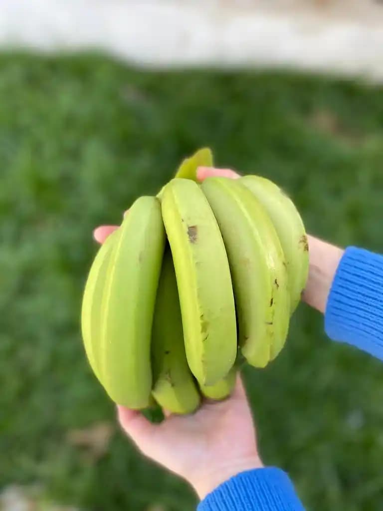 Yeşil Muzun Tazelik Göstergeleri ve Doğru Saklama Yöntemleri