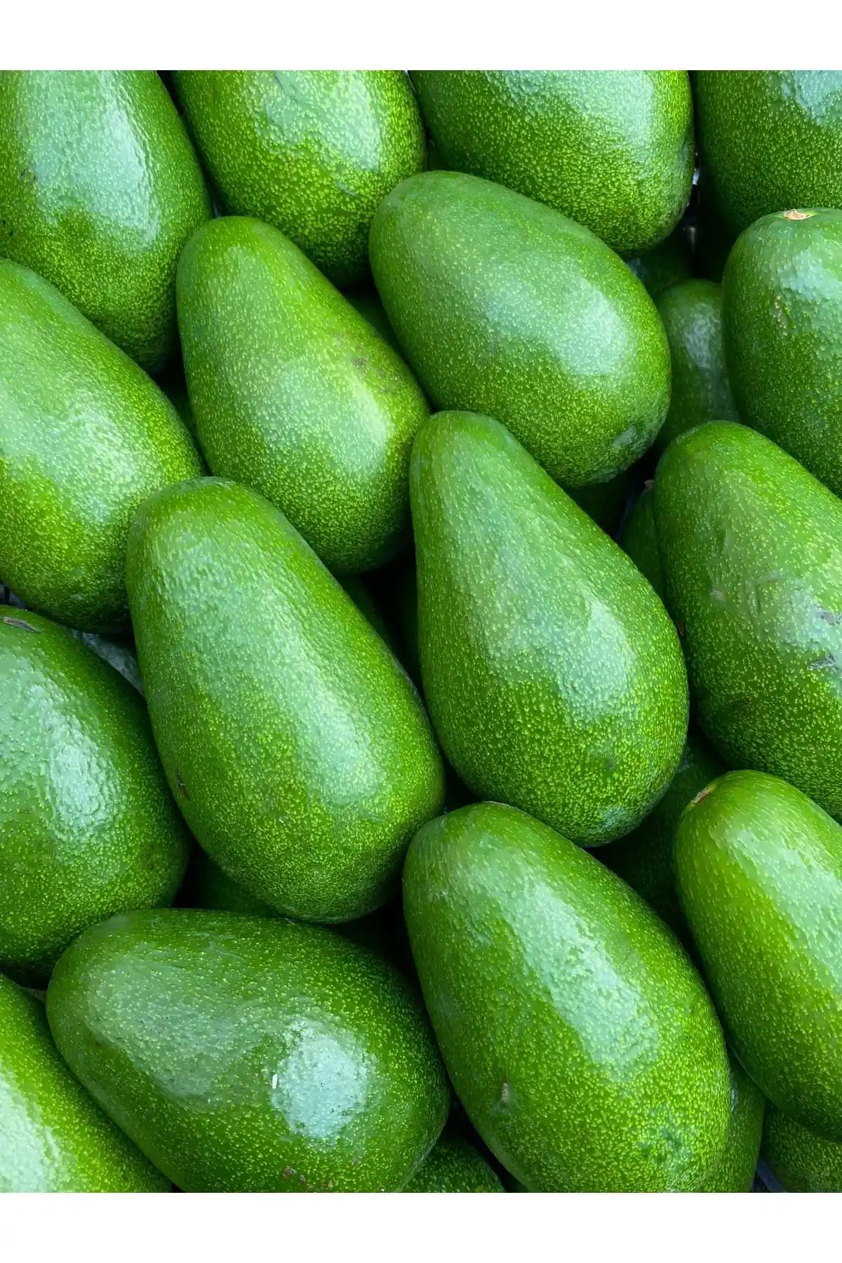ADKTROPİKAL 1 KG Anamur Avokado Yeni Mahsul - Taze ve Doğal Lezzet Garantisi