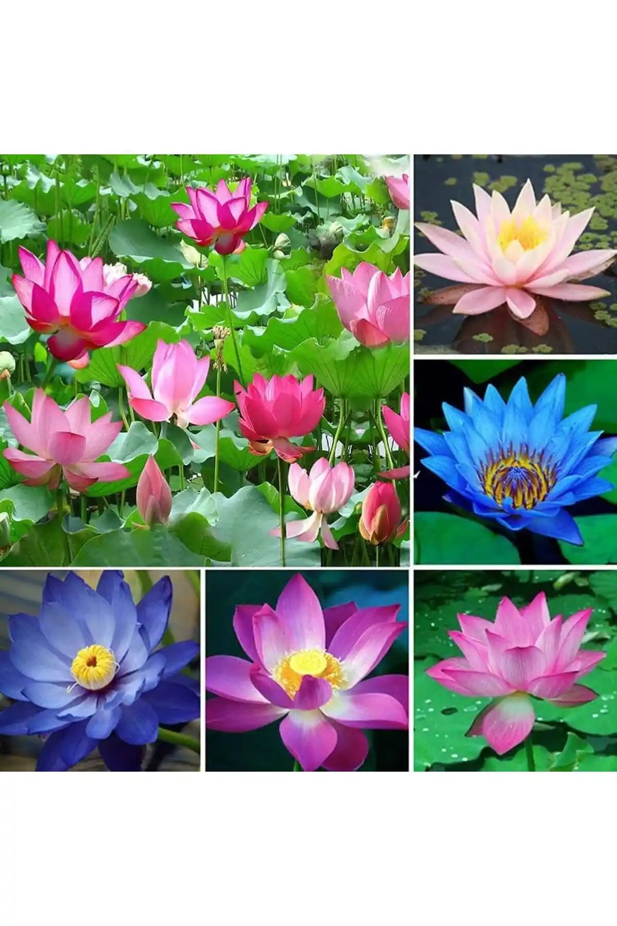 Bade Shop 6 Adet Karışık Renklerde Lotus (Nilüfer) Çiçeği Tohumu Paketi Bahçe Estetiği