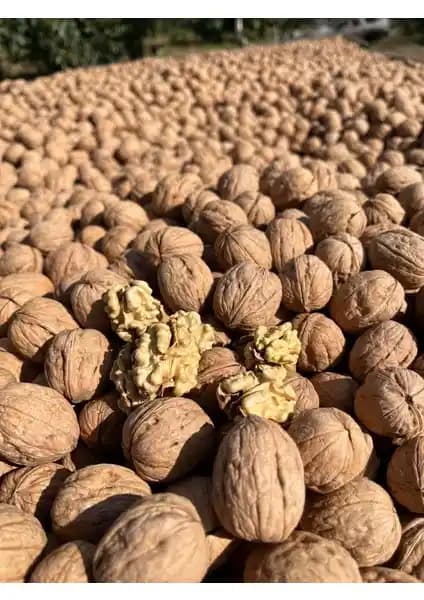 Ceviz Deposu Kabuklu Ceviz 5Kg: Edirne Karaağaç'tan Doğal ve Lezzetli Chandler Ceviz