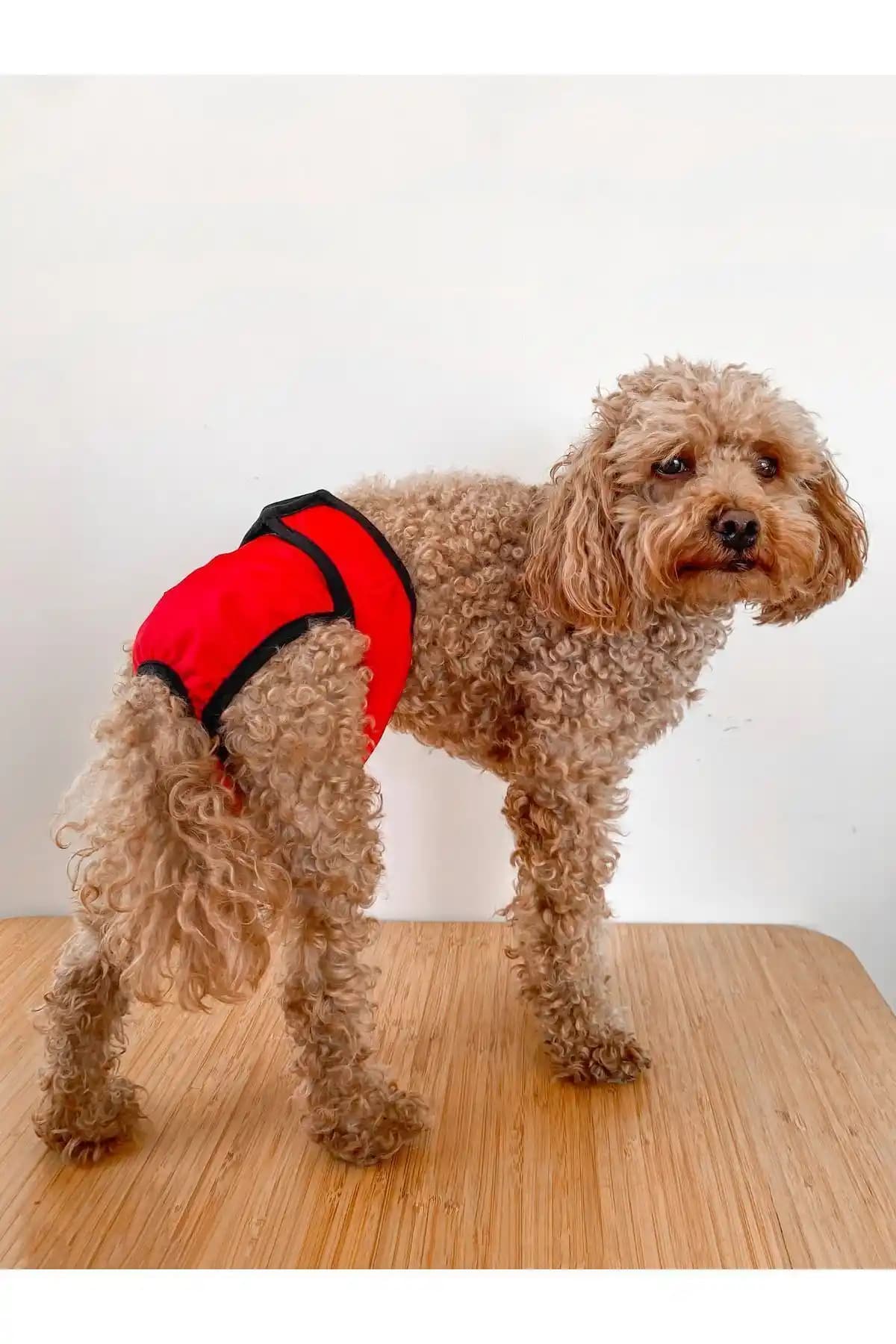 Salya Store Kırmızı Köpek Regl Külotu: Konforlu ve Dayanıklı Dişi Köpek Hijyen Ürünü