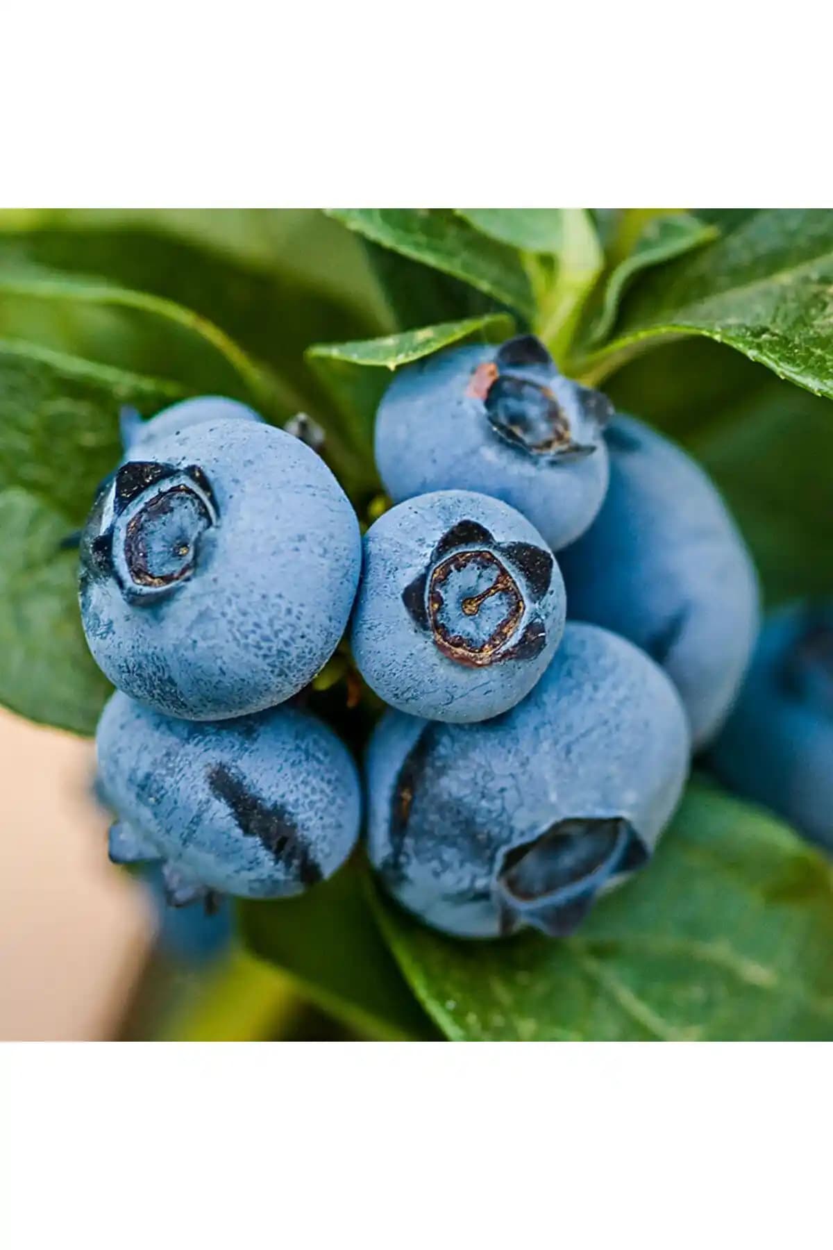 Taze Dükkan Taze Yaban Mersini 500 gr: Doğal, Taze ve Sağlıklı Meyve Seçeneği