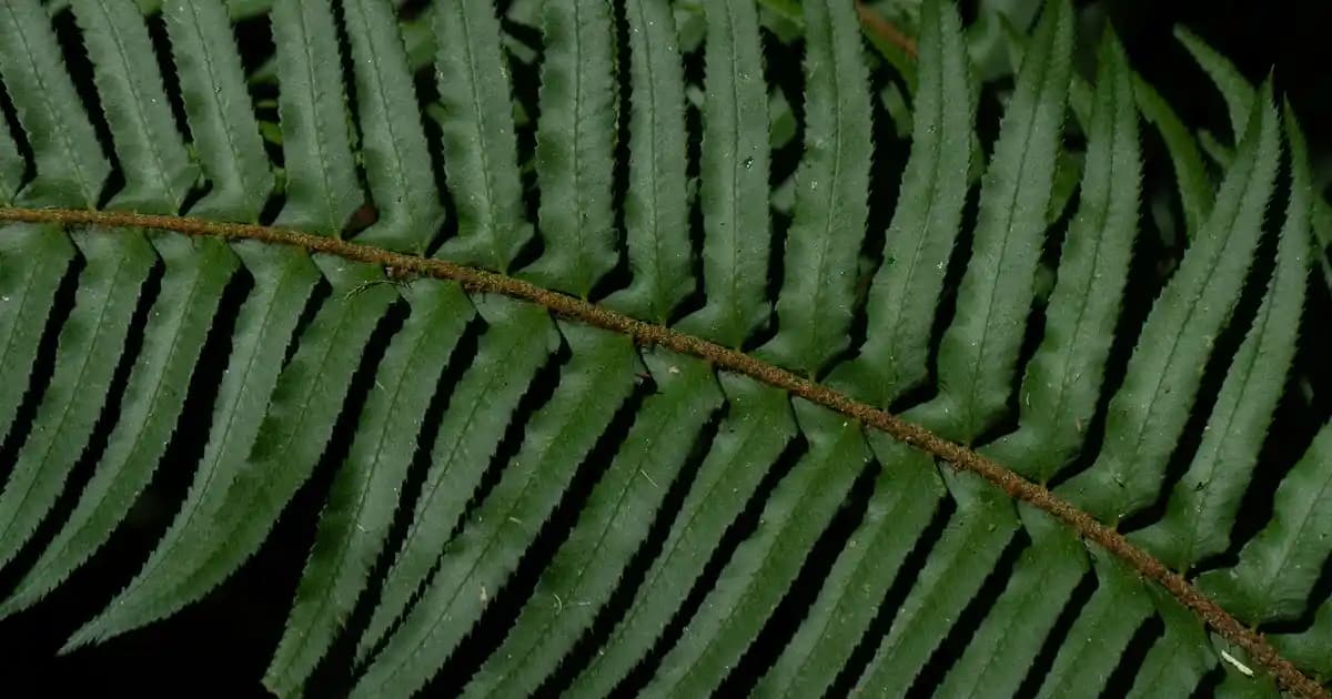 Arabiata Sos Tarifleri ve Hazırlama İpuçlarıyla Lezzetli Makarna Sunumları