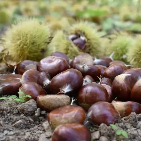 Ayın Kestanesi Nedir, Sağlık Faydaları ve Lezzetli Tarifler İçin Rehber