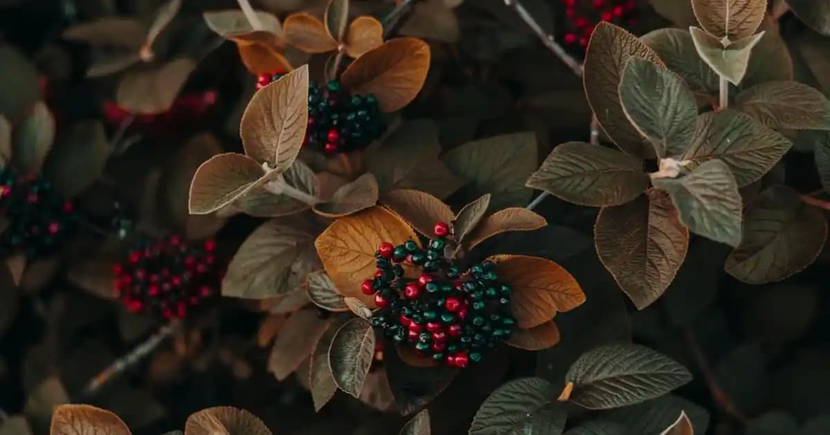 Bade Doğal Gül Suyunun Faydaları ve Kullanım Alanları Hakkında Detaylı Bilgi