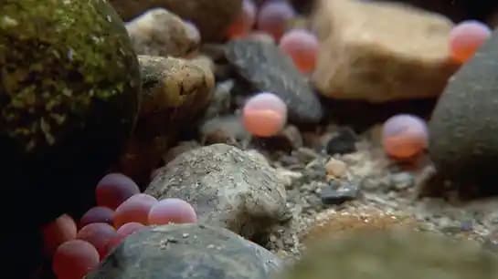 Balık Yumurta Çeşitleri ve Sağlık Faydaları: Lezzetli ve Besleyici Deniz Hazine'si