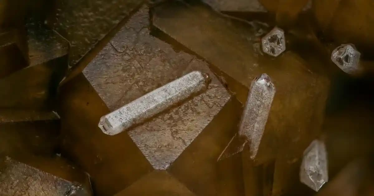 Dardanel Kaliforniya Rulosu: Sağlıklı ve Pratik Atıştırmalık Seçeneği