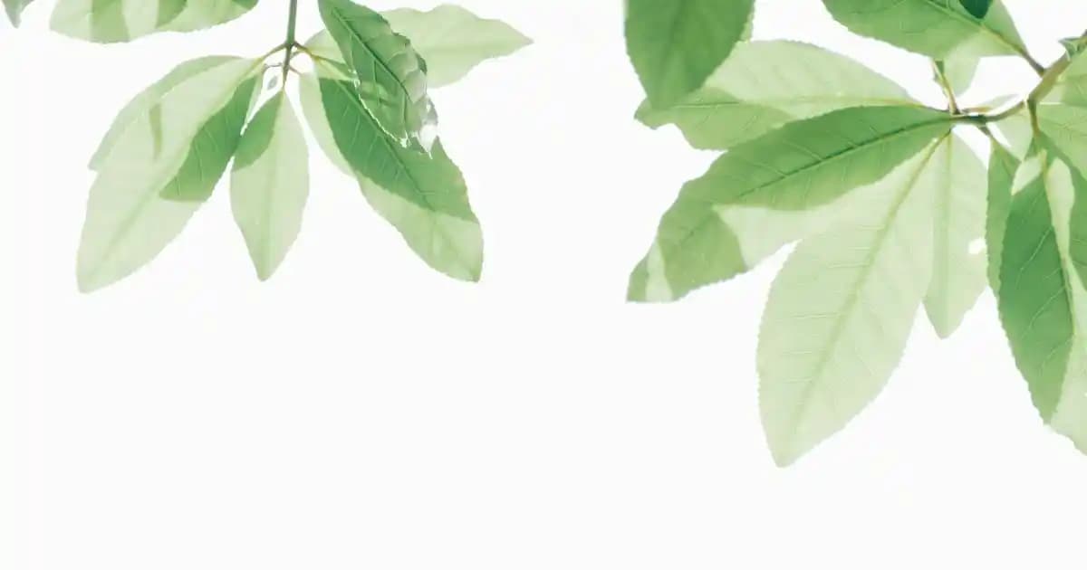 Eczanede Satılan Masaj Yağlarının Faydaları ve Kullanım İpuçları