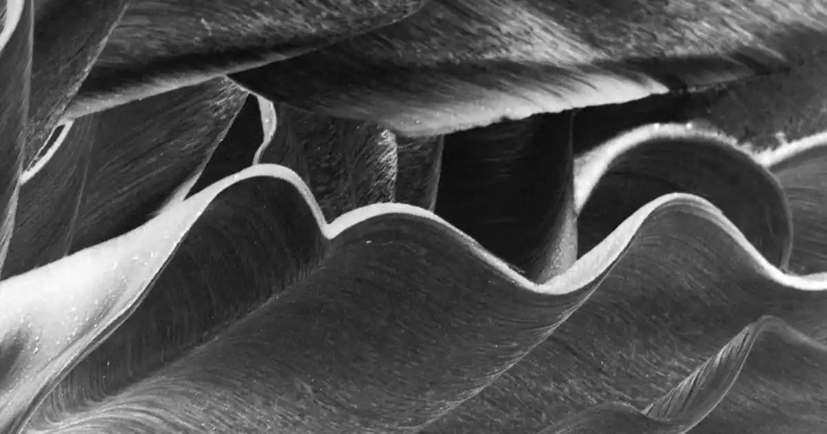 Elit Trüf Nedir, Neden Bu Kadar Değerli ve Nasıl Kullanılır