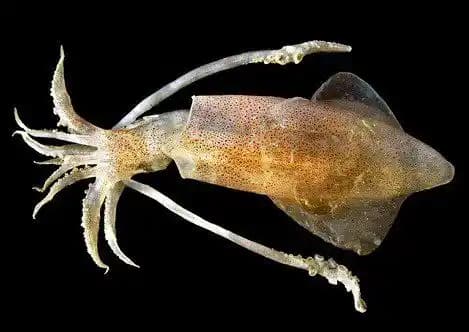 Kalamarın Canlılık Özellikleri ve Marketlerdeki Yeri Hakkında Bilmeniz Gerekenler