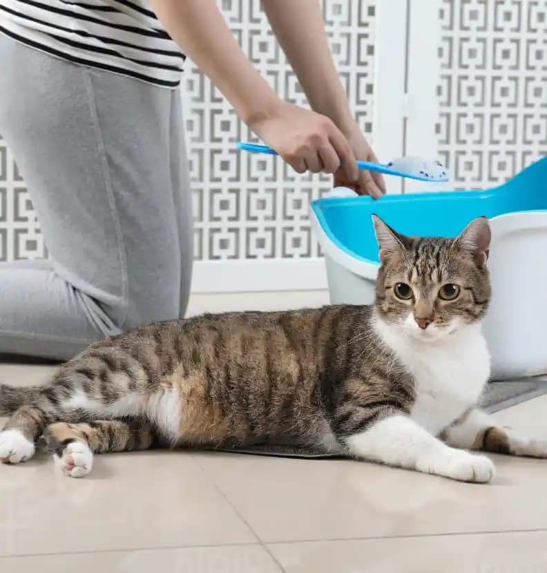 Kedi Kumu Alternatifleri: Doğal ve Ekonomik Seçeneklerle Temizlik ve Konfor