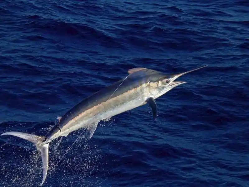 Kılıç Balığı: Denizlerin Zarif ve Hızlı Avcısı Ekoselam ve Ekonomi İçin Önemli Bir Tür
