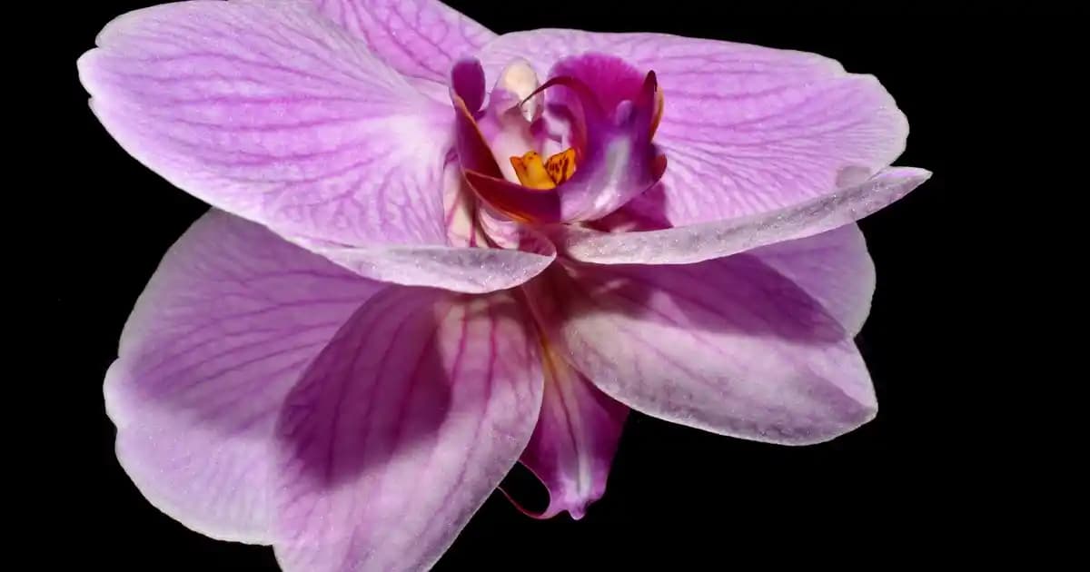 Kiloluk Dondurma Trendleri ve Paylaşım Odaklı Tüketim Alışkanlıkları