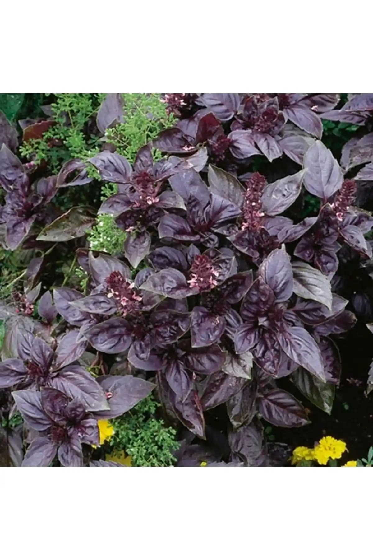 Kırmızı Fesleğen Nedir, Özellikleri ve Sağlık Faydaları Hakkında Detaylı Bilgi