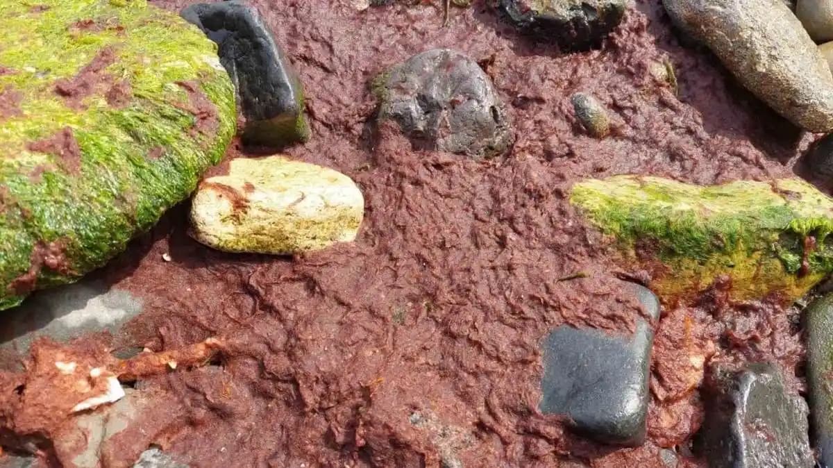 Kırmızı Yosunlar ve Ekosistemdeki Rolü: Doğa ve Endüstri İçin Önemli Bir Kaynak