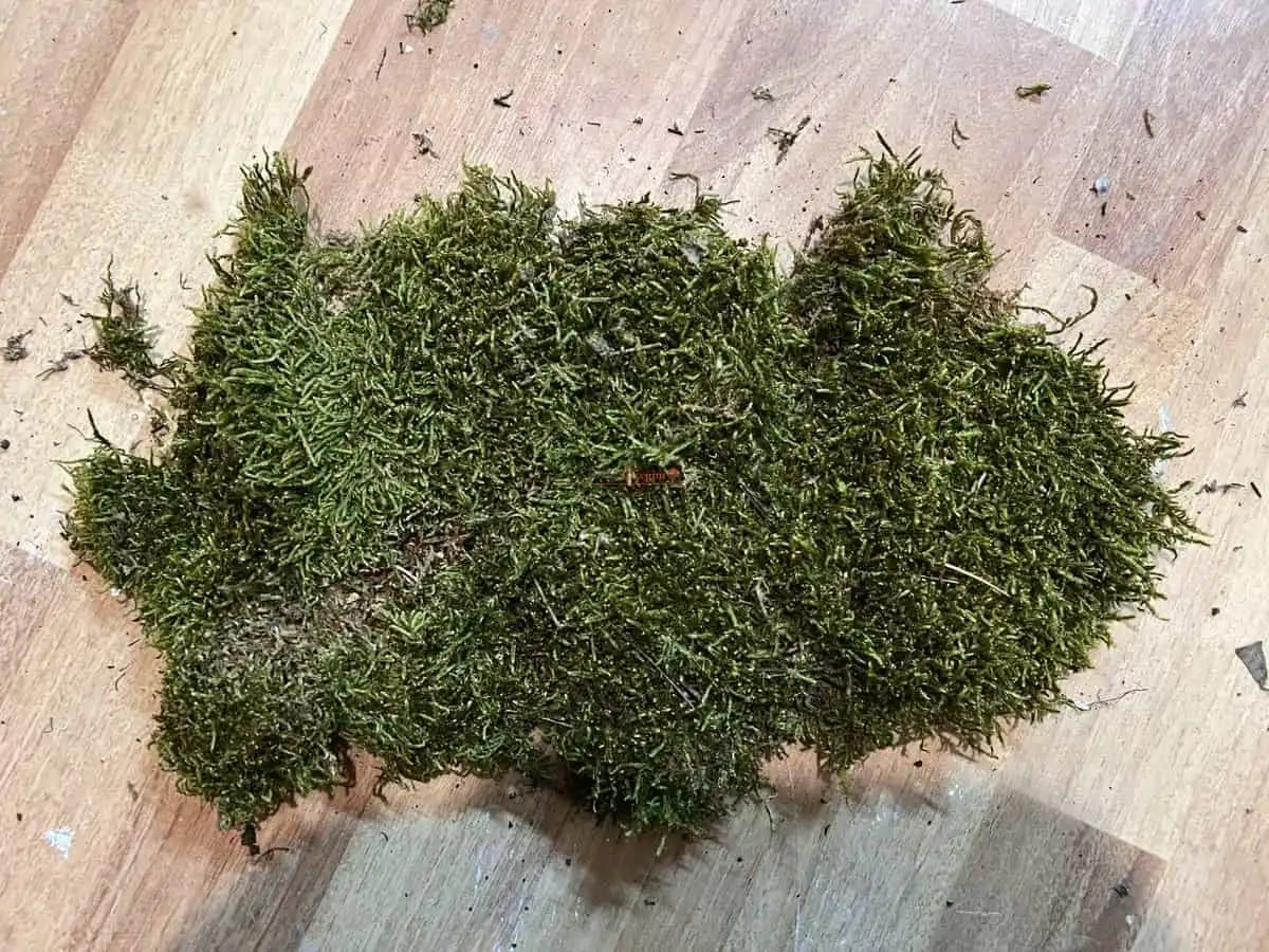 Kurutulmuş Yosun Nedir ve Sağlık Faydaları Nelerdir