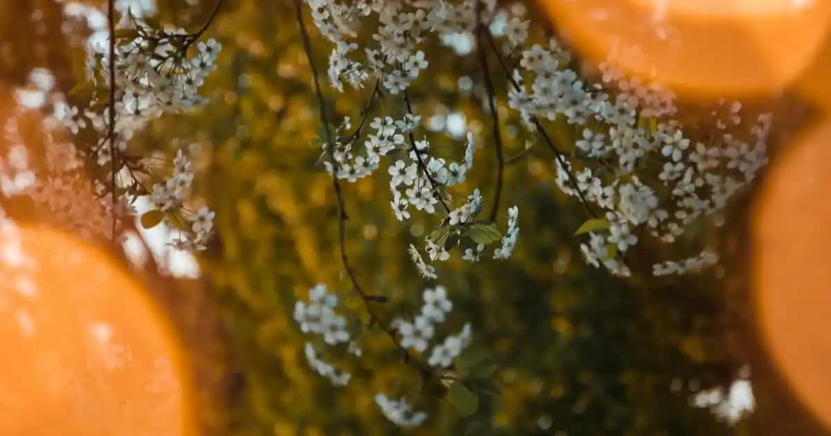 Lysol Yüzey Temizleyici ile Güvenli ve Etkili Ev Hijyeni Çözümleri